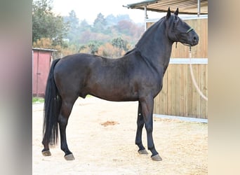 Murgese, Hengst, 4 Jaar, 156 cm, Zwart
