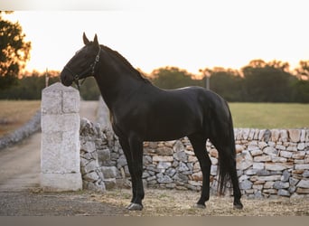 Murgese, Hengst, 4 Jahre, 156 cm, Rappe