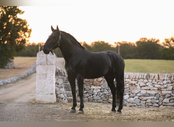 Murgese, Hengst, 4 Jahre, 156 cm, Rappe