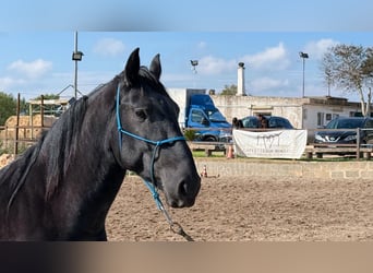 Murgese, Hengst, 4 Jahre, 160 cm, Rappe