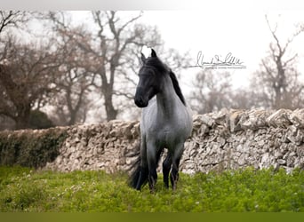 Murgese, Hengst, 7 Jaar, 161 cm, Roan-Blue