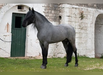 Murgese, Hengst, 7 Jahre, 161 cm, Roan-Blue