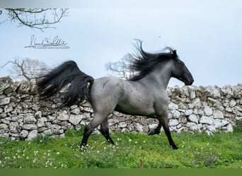 Murgese, Hengst, 8 Jahre, 161 cm, Roan-Blue