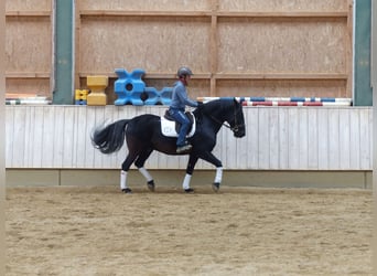 Murgese, Hongre, 13 Ans, 159 cm, Noir