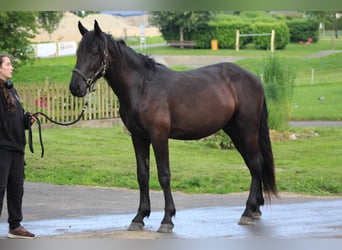 Murgese, Hongre, 2 Ans, 165 cm, Noir