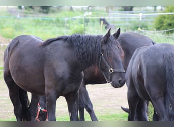 Murgese, Hongre, 2 Ans, 165 cm, Noir