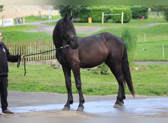 Murgese, Hongre, 2 Ans, 165 cm, Noir