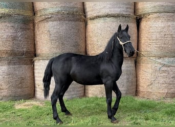 Murgese, Hongre, 3 Ans, 150 cm, Noir