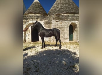Murgese, Hongre, 3 Ans, 150 cm, Noir