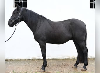 Murgese, Hongre, 3 Ans, 157 cm, Noir