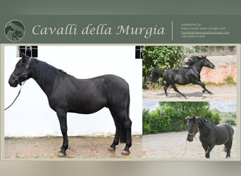 Murgese, Hongre, 4 Ans, 157 cm, Noir