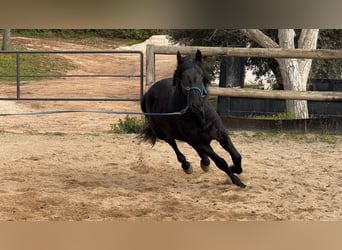 Murgese, Hongre, 4 Ans, 159 cm, Noir