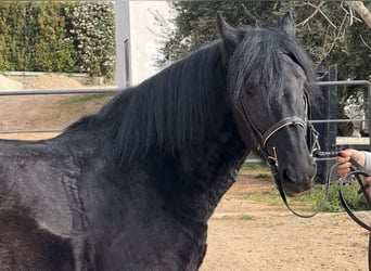 Murgese, Hongre, 4 Ans, 159 cm, Noir