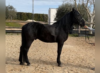 Murgese, Hongre, 4 Ans, 159 cm, Noir