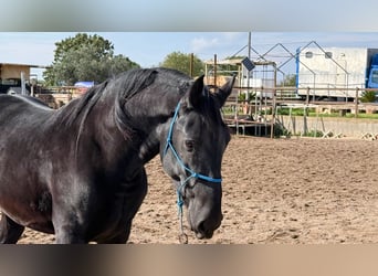 Murgese, Hongre, 4 Ans, 160 cm, Noir