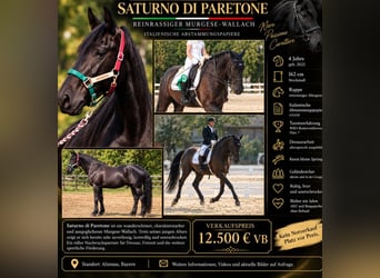 Murgese, Hongre, 4 Ans, 162 cm, Noir