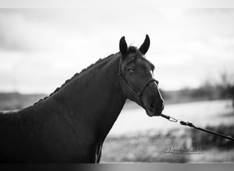 Murgese, Hongre, 4 Ans, 164 cm, Noir