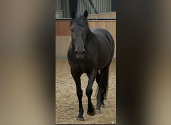 Murgese, Hongre, 4 Ans, Noir