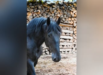 Murgese, Hongre, 5 Ans, 157 cm, Rouan Bleu