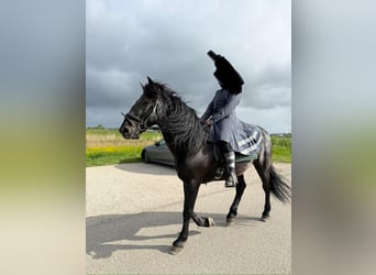 Murgese, Hongre, 7 Ans, 163 cm, Noir