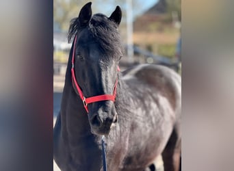 Murgese, Hongre, 7 Ans, 163 cm, Noir