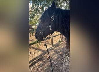 Murgese, Hongre, 7 Ans, 163 cm, Noir