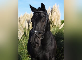 Murgese, Hongre, 7 Ans, 163 cm, Noir