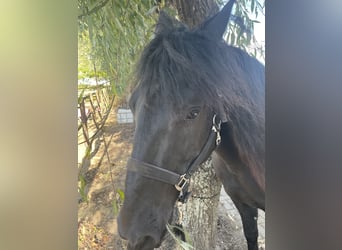 Murgese, Hongre, 7 Ans, 163 cm, Noir