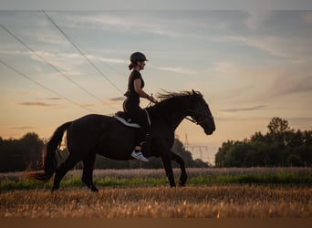 Murgese, Jument, 13 Ans, 165 cm, Noir