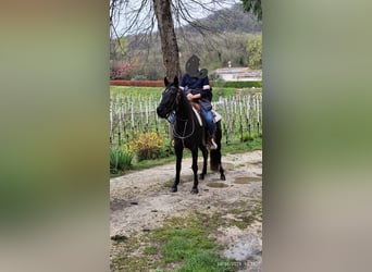 Murgese Croisé, Jument, 15 Ans, 145 cm, Bai brun foncé