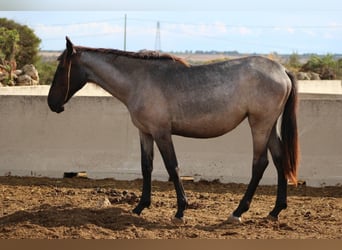 Murgese, Jument, 1 Année, 160 cm, Rouan Bleu