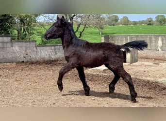 Murgese, Jument, 1 Année, Noir