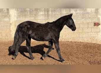 Murgese, Jument, 2 Ans, 160 cm, Noir