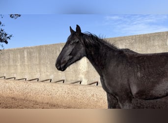 Murgese, Jument, 2 Ans, 160 cm, Noir