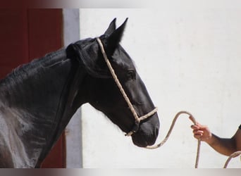 Murgese, Jument, 2 Ans, 160 cm, Noir