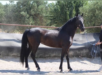 Murgese, Jument, 3 Ans, 157 cm, Noir