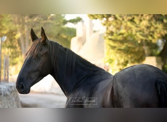 Murgese, Jument, 3 Ans, 158 cm, Noir