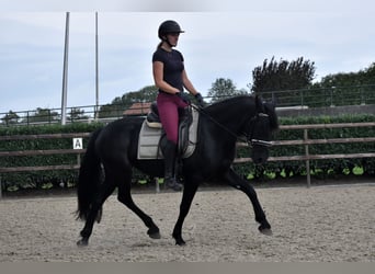 Murgese, Jument, 4 Ans, 155 cm, Noir