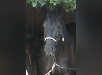 Murgese, Jument, 4 Ans, 160 cm, Noir