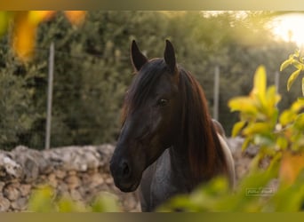 Murgese, Jument, 4 Ans, 162 cm