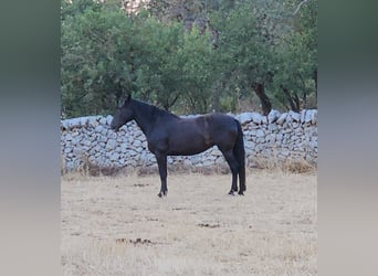 Murgese, Jument, 5 Ans, 162 cm, Noir