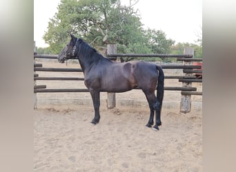 Murgese, Jument, 5 Ans, 162 cm, Noir