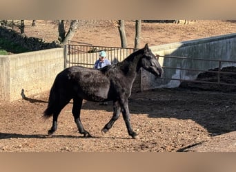 Murgese, Klacz, 2 lat, 160 cm, Kara