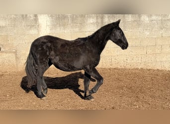 Murgese, Klacz, 2 lat, 160 cm, Kara