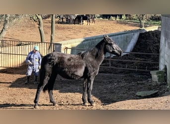 Murgese, Klacz, 2 lat, 160 cm, Kara