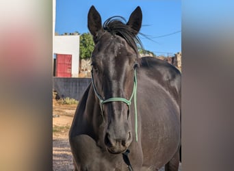 Murgese, Klacz, 3 lat, 155 cm, Kara