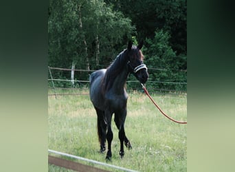 Murgese, Klacz, 3 lat, 155 cm, Karodereszowata
