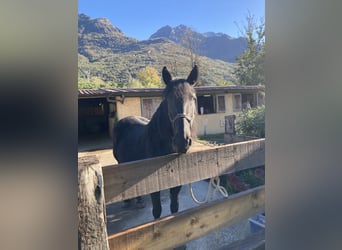 Murgese, Mare, 12 years, 15,2 hh, Black