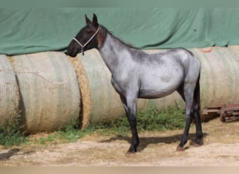 Murgese, Mare, 1 year, 15,2 hh, Roan-Blue