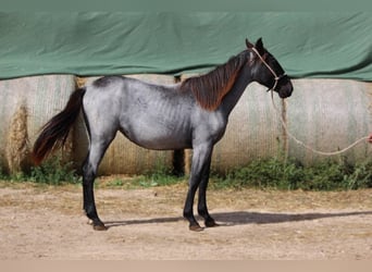 Murgese, Mare, 1 year, 15,2 hh, Roan-Blue